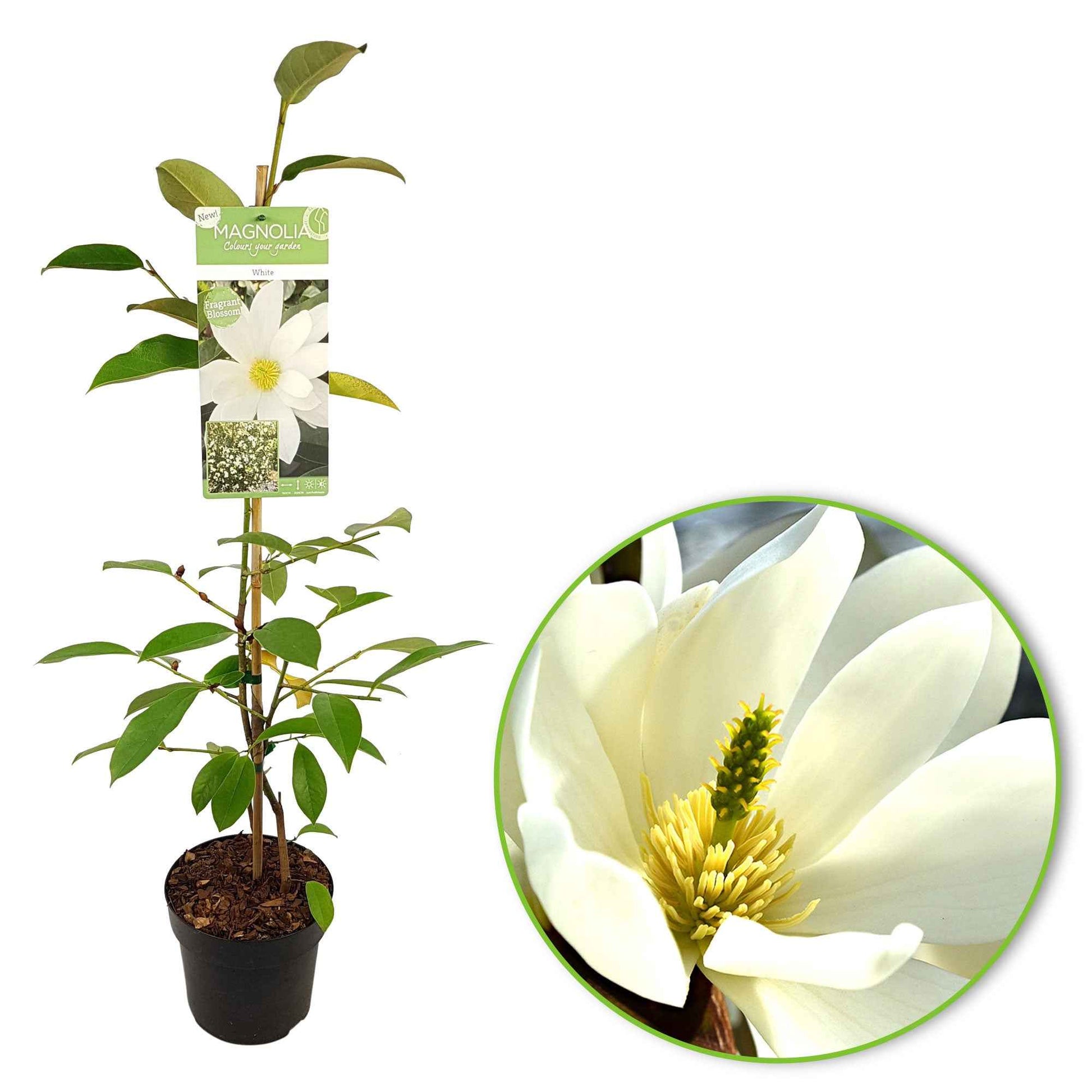 Beverboom 'Fairy White' - Magnolia fairy white - michelia hybride - Plantsoort