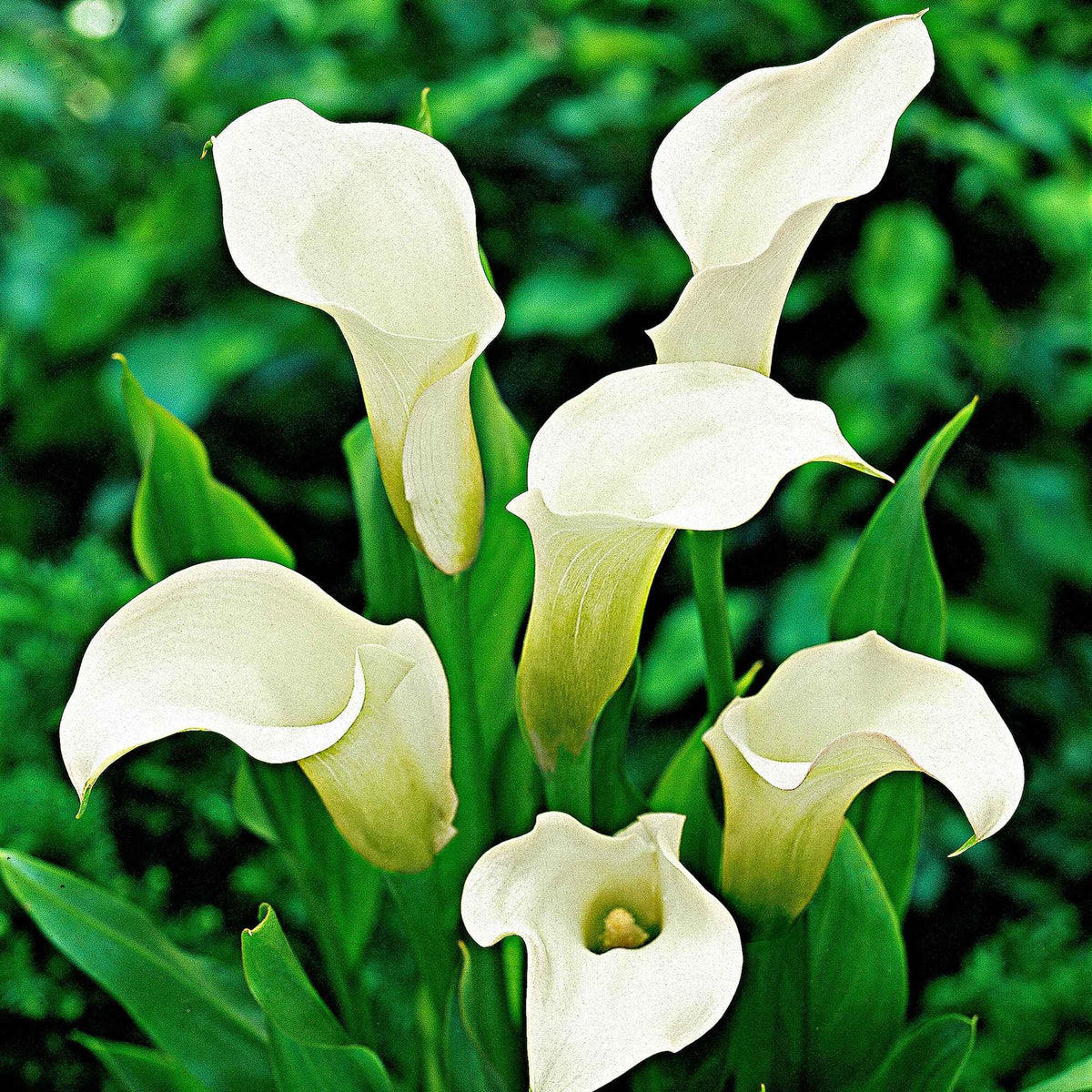 Aronskelk wit (x2) - Zantedeschia albomaculata - Bakker