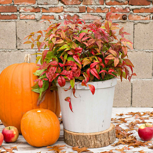 Hemelse bamboe 'Blush Pink' - Nandina domestica 'aka' blush pink - Tuinplanten