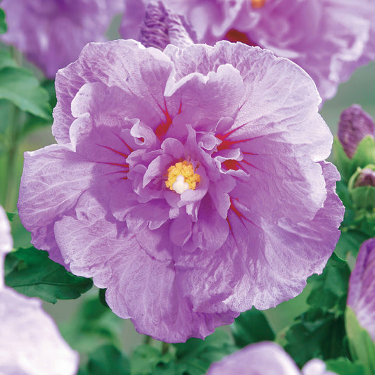 Tuinhibiscus 'Lavender Chiffon' - Hibiscus syriacus lavender chiffon - Heesters en vaste planten