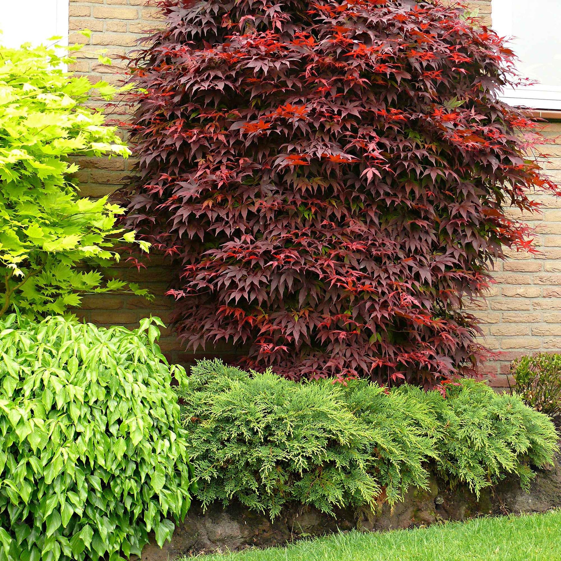 Japanse esdoorn 'Atropurpureum' - Acer palmatum Atropurpureum - Tuinplanten