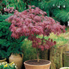 Japanse esdoorn 'Atropurpureum' - Acer palmatum Atropurpureum - Japanse esdoorn