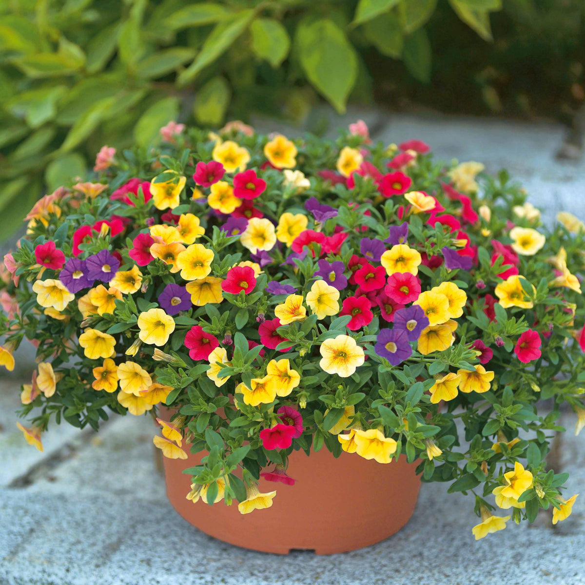 Petunia Mix (x3) - Petunia - Terras- en balkonplanten