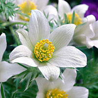 Wildemanskruid 'Alba' (x3) - Pulsatilla vulgaris alba - Tuinplanten