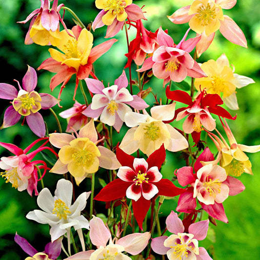 Akelei 'McKana Hybrids' (x5) - Bakker