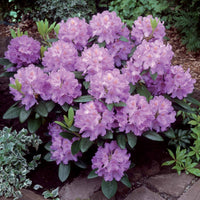Rhododendron 'Winterhard' - Rhododendron catawbiense grandiflorum - Tuinplanten