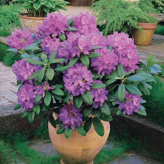 Rhododendron 'Winterhard' - Rhododendron catawbiense grandiflorum - Heesters en vaste planten