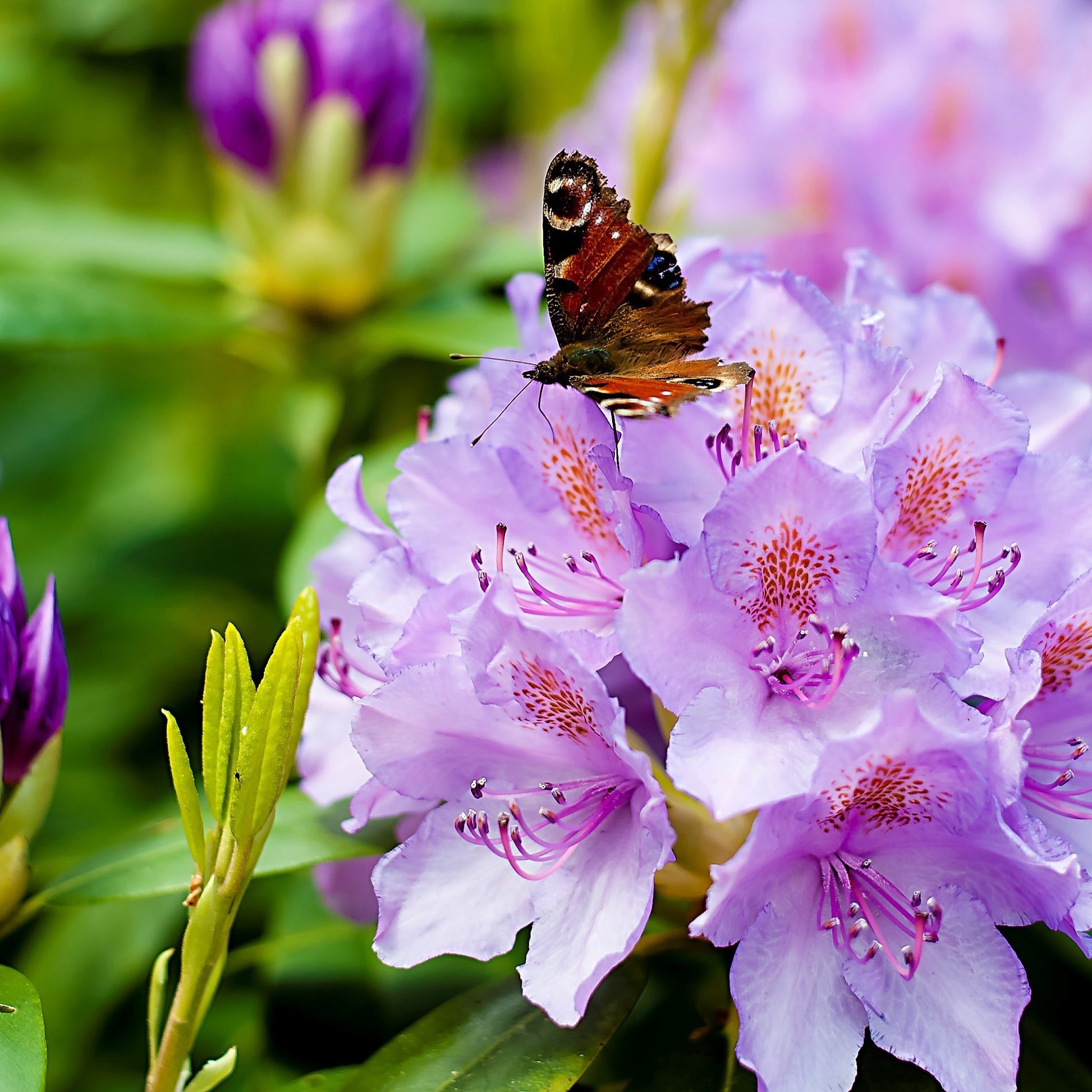 Rhododendron 'Winterhard' - Rhododendron catawbiense grandiflorum - Heesters