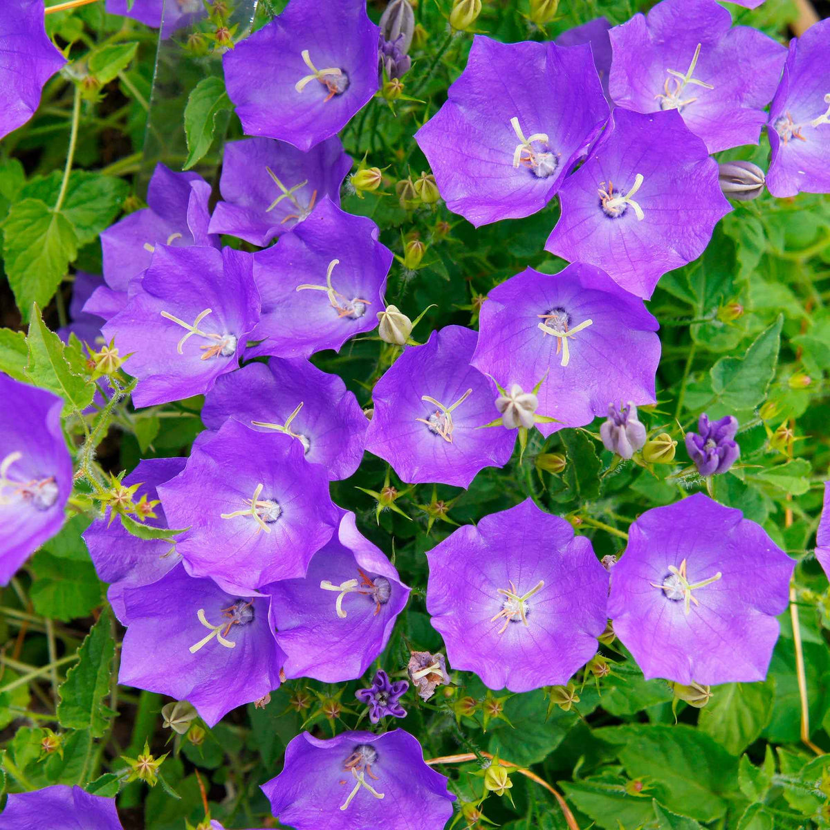 Karpatenklokje - Campanula carpatica - Bakker