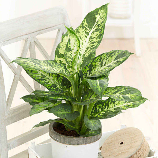 Dief van Bagdad 'Sublime' - Dieffenbachia sublime - Kamerplanten