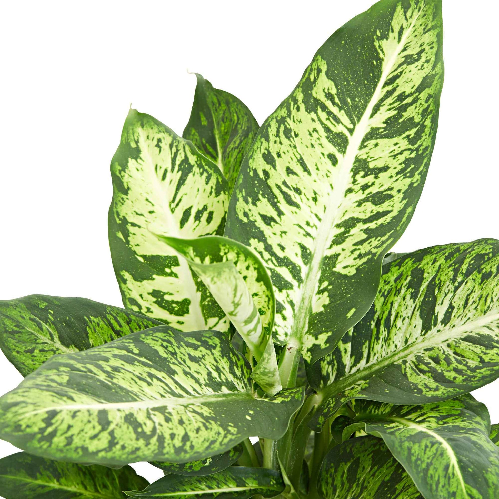 Dief van Bagdad 'Sublime' - Dieffenbachia sublime - Groene kamerplanten