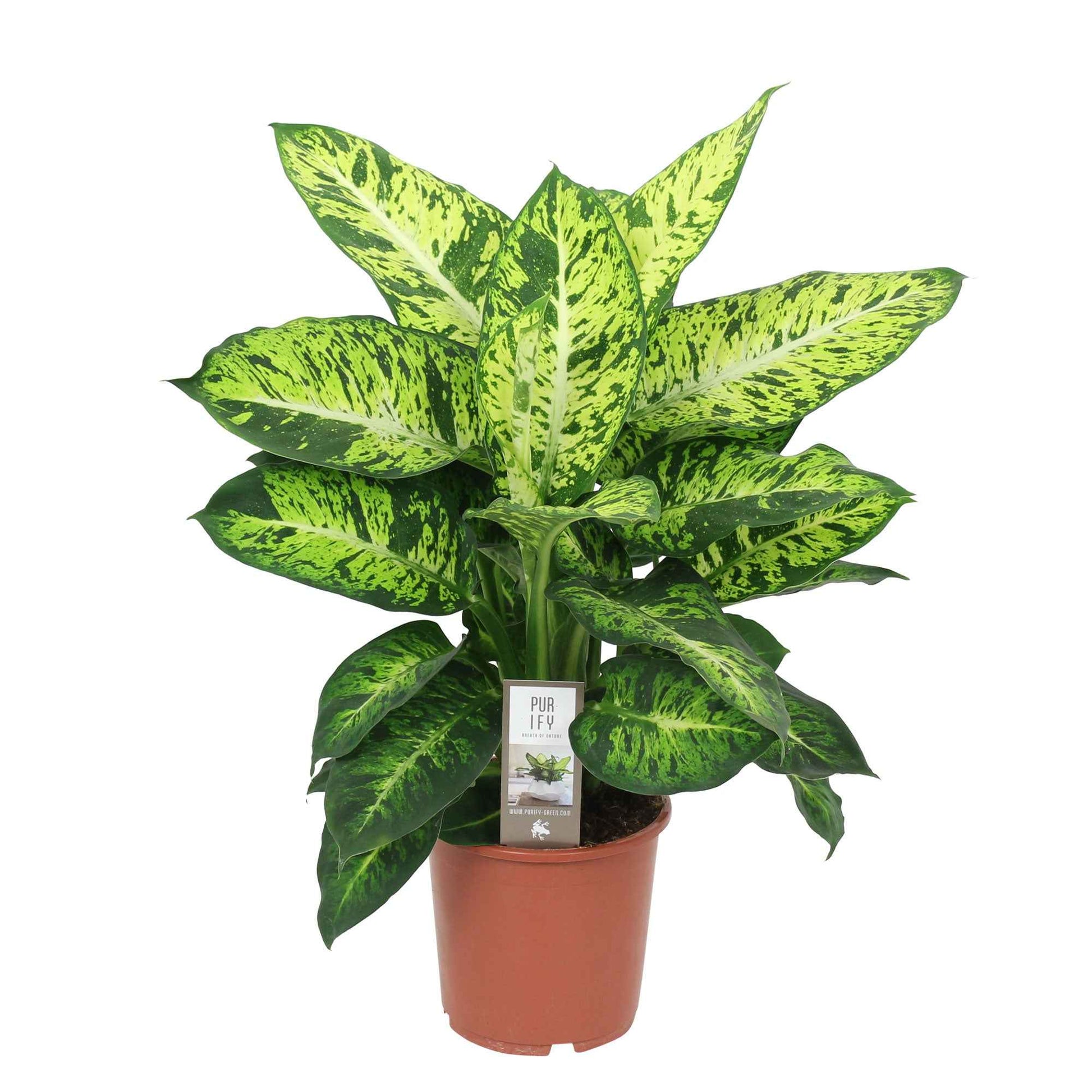 Dief van Bagdad 'Sublime' - Dieffenbachia sublime - Type kamerplant