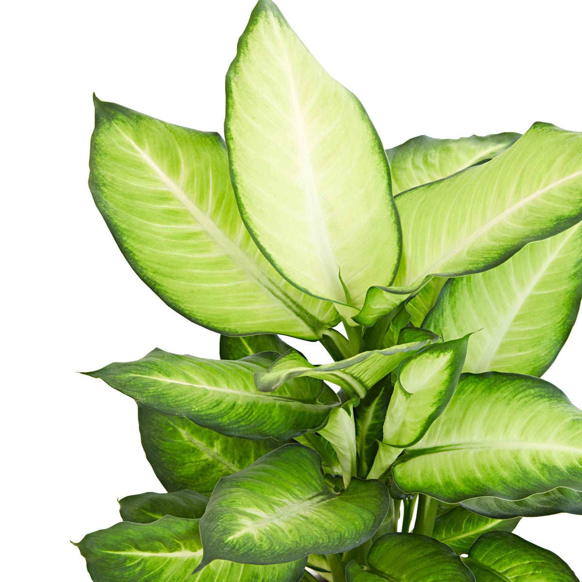 Dief van Bagdad 'Summer Style' - Dieffenbachia summer style - Bakker