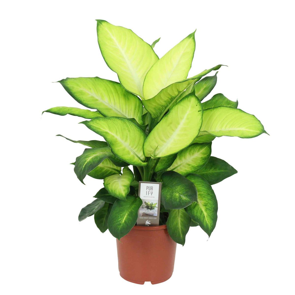 Dieffenbachia summer style - Dief van Bagdad 'Summer Style' - Dieffenbachia