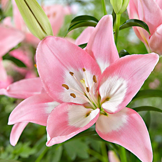 Asiatische lelie 'Levi' - Lilium 'levi' - Bloembollen