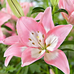 Asiatische lelie 'Levi' - Bakker