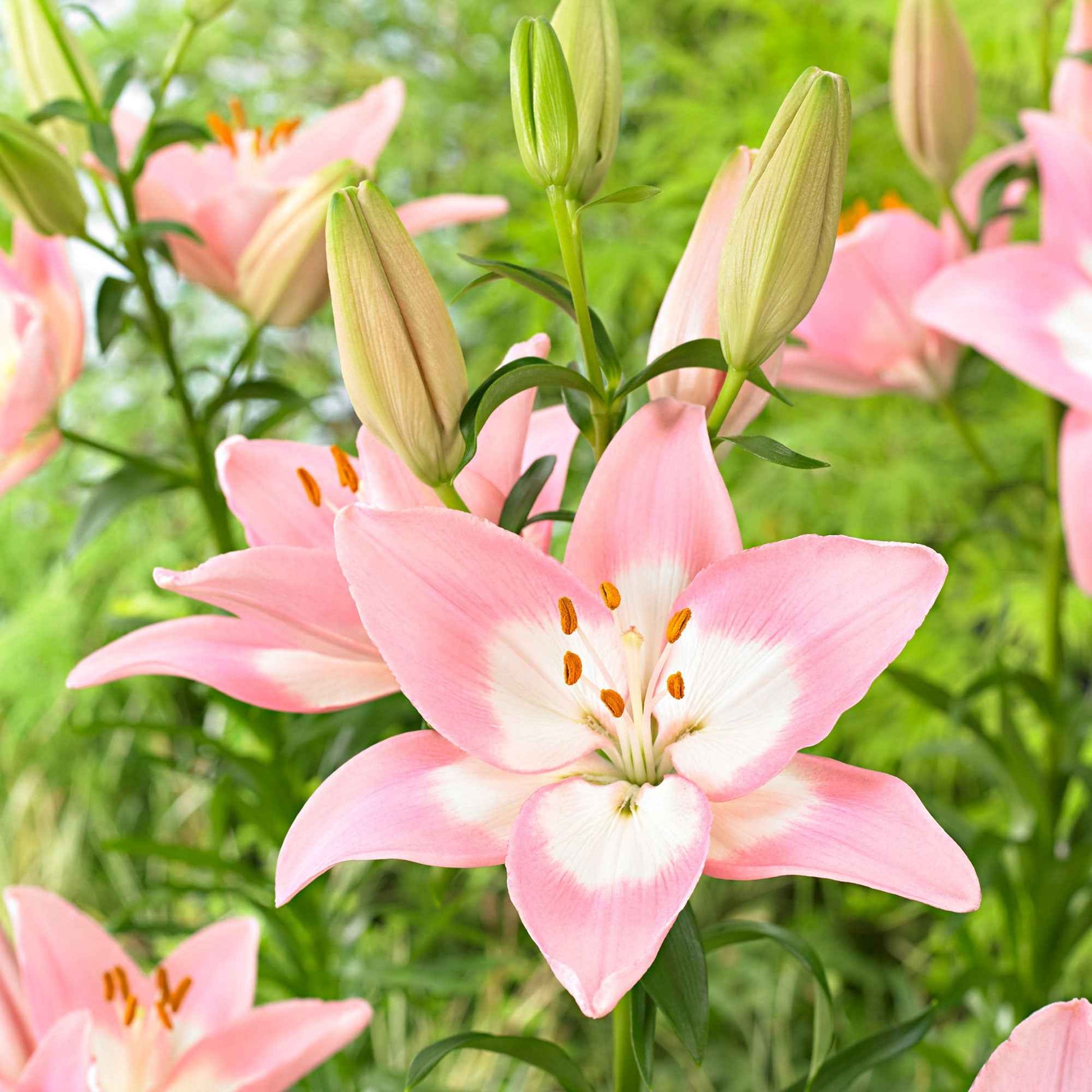 levi asiatic lily Bloembollen Asiatische lelie 'Levi' - Lilium 'levi'