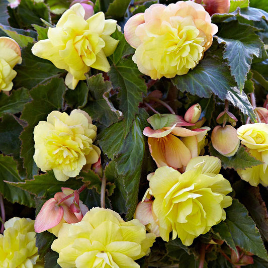 Begonia 'Sunny Dream' (x5) - Begonia odorata sunny dream - Bloembollen