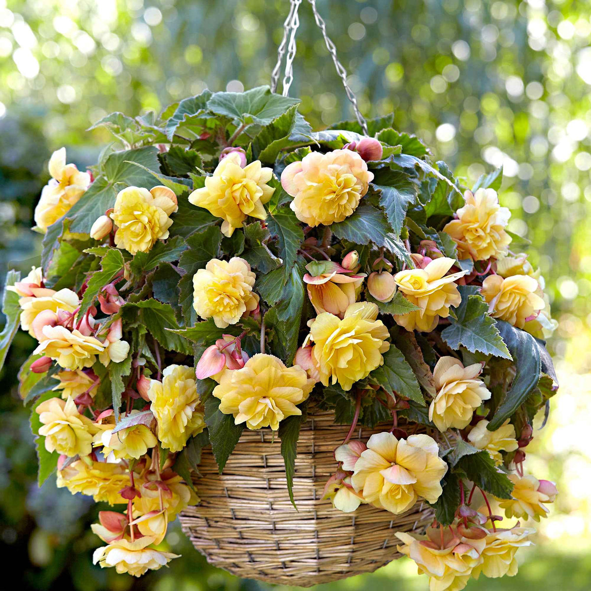 Begonia 'Sunny Dream' (x5) - Begonia odorata sunny dream - Bakker