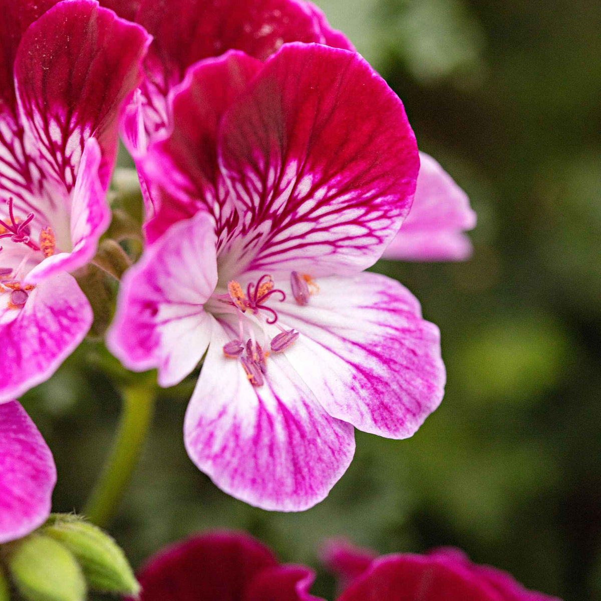 Geranium 'Tip Top Duet' (x3) - Pelargonium grandiflorum Angel Tip Top Duet - Bakker