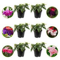 Fuchsia - Mix 'All in One' (x6) - Fuchsia Bella Rosella, Blue Mirage, New Millenium, Pink Marshmallow - Heesters en vaste planten