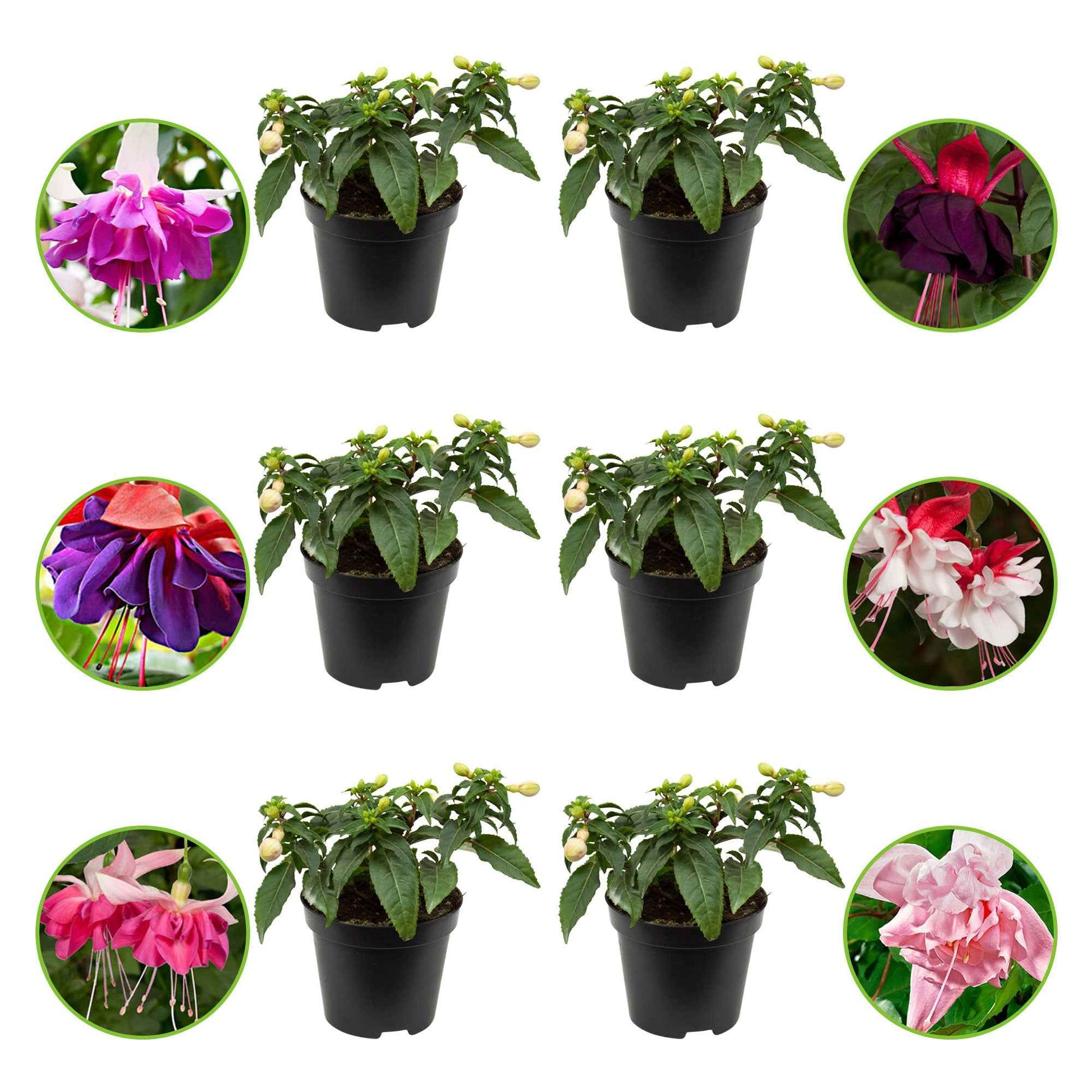 Fuchsia - Mix 'All in One' (x6) - Fuchsia Bella Rosella, Blue Mirage, New Millenium, Pink Marshmallow - Heesters en vaste planten
