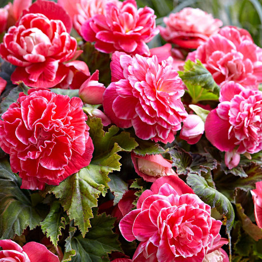 Dubbelbloemige Begonia 'Camelia' (x5) - Bakker