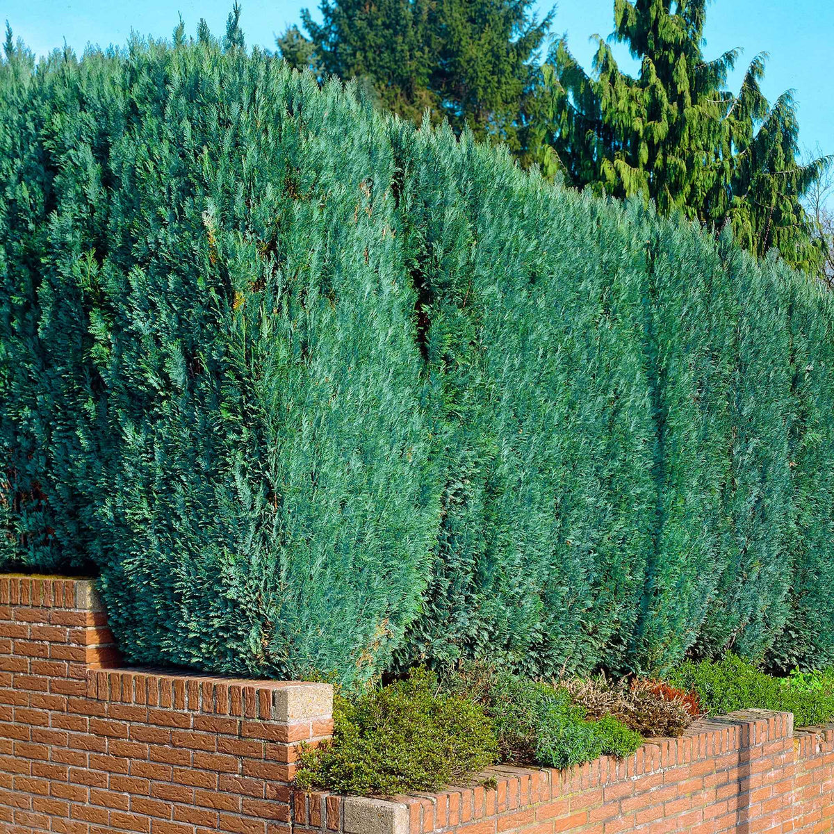 Schijncipres - Chamaecyparis lawsoniana Columnaris - Bakker