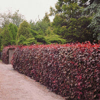 Rode beuk - Fagus sylvatica purpurea - Heesters en vaste planten