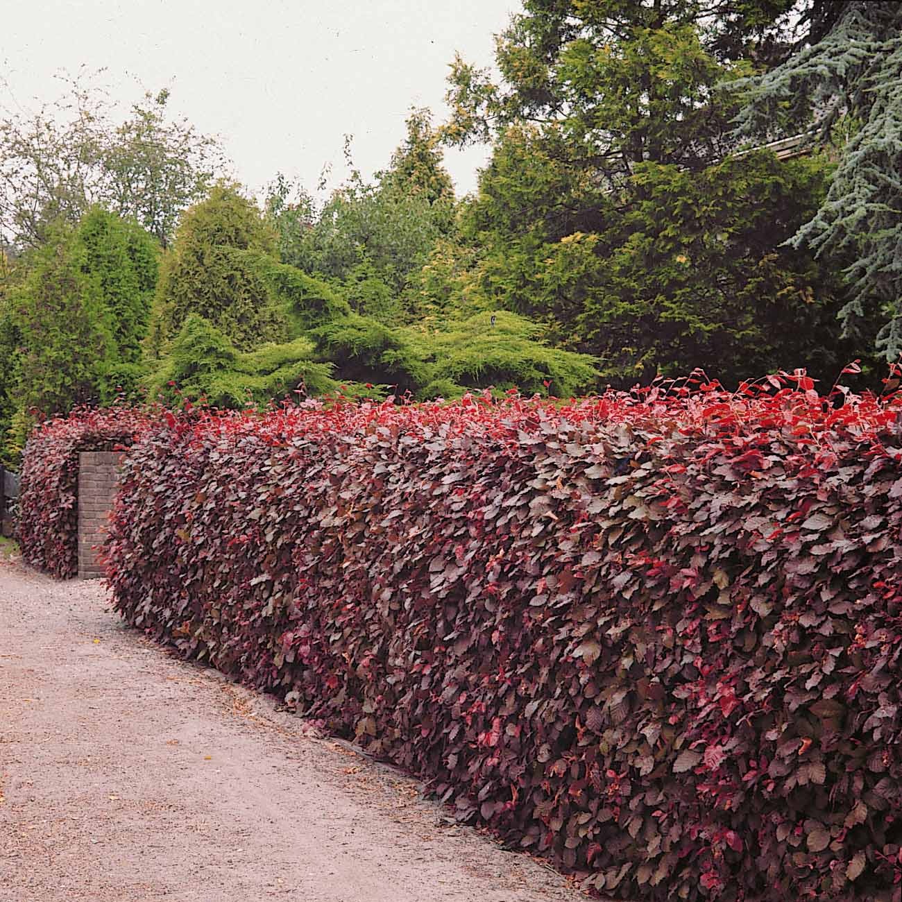 Rode beuk - Fagus sylvatica purpurea - Heesters en vaste planten