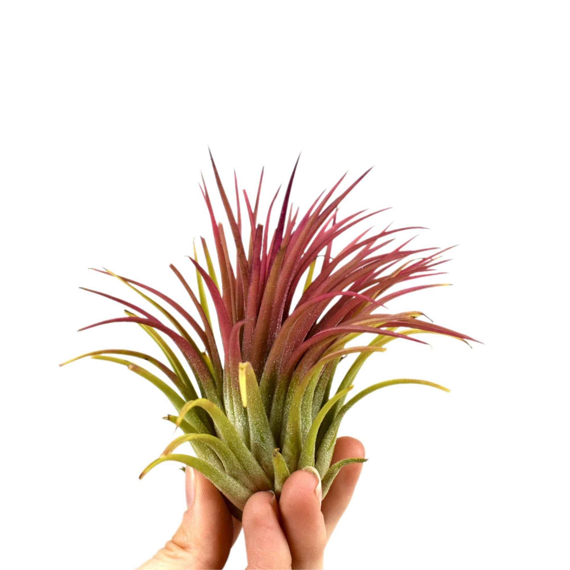 Tillandsia ionantha - Tillandsia ionantha rood xl | Bakker.com