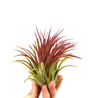 Tillandsia ionantha - Tillandsia ionantha rood xl - Kamerplanten