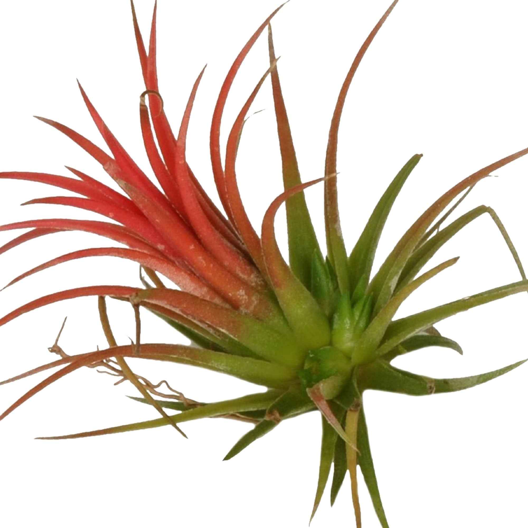 Tillandsia ionantha - Tillandsia ionantha rood xl | Bakker.com