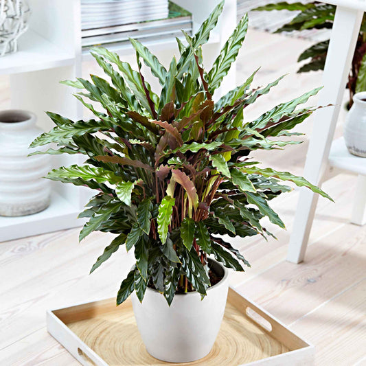 Pauwenplant 'Elger Grass' - Bakker