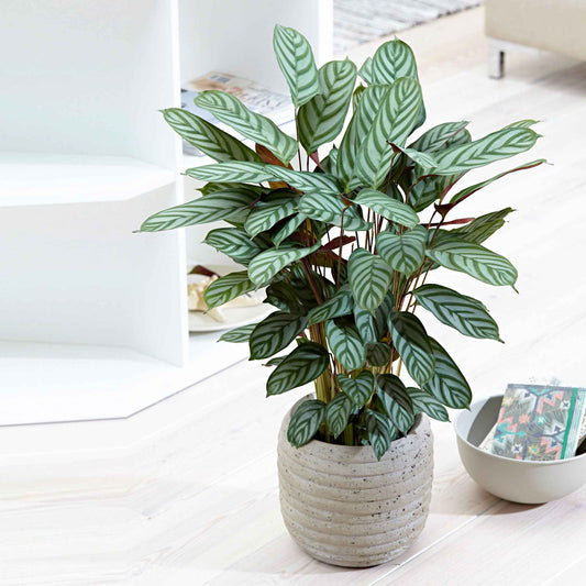 Pauwenplant 'Compact Star' - Calathea compact star - Kamerplanten