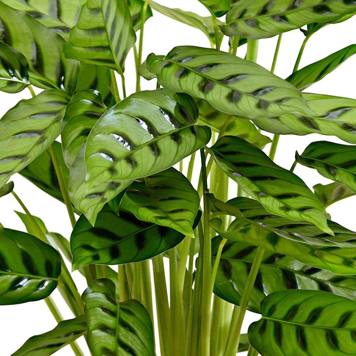 Pauwenplant 'Leopardina' - Calathea leopardina - Bakker