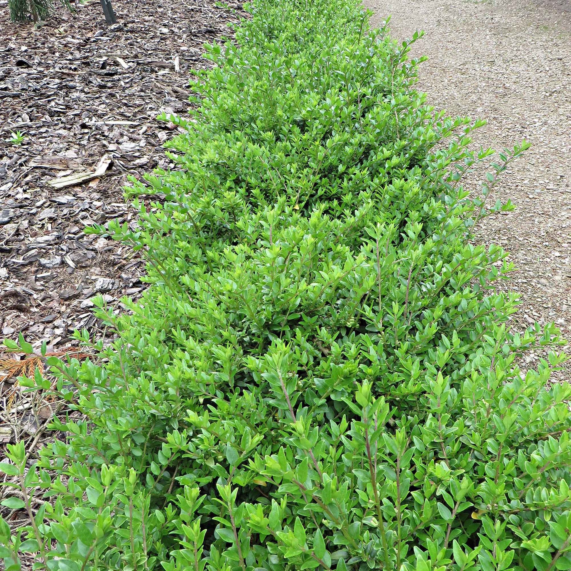 Struikkamperfoelie 'Maigrun' - Lonicera nitida 'maigruen' - Heesters en vaste planten