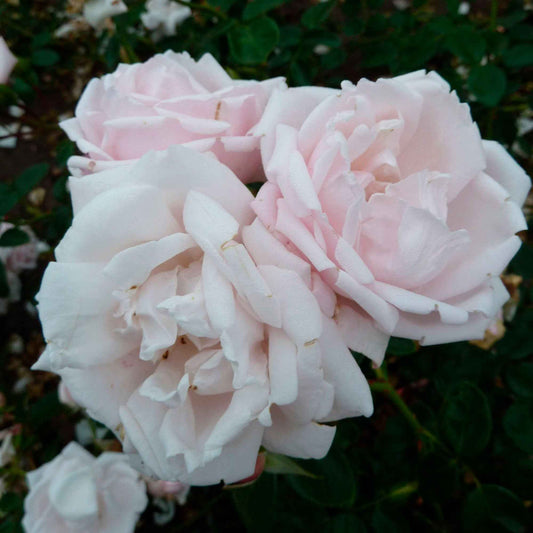 Klimroos 'New Dawn' - Rosa new dawn - Tuinplanten