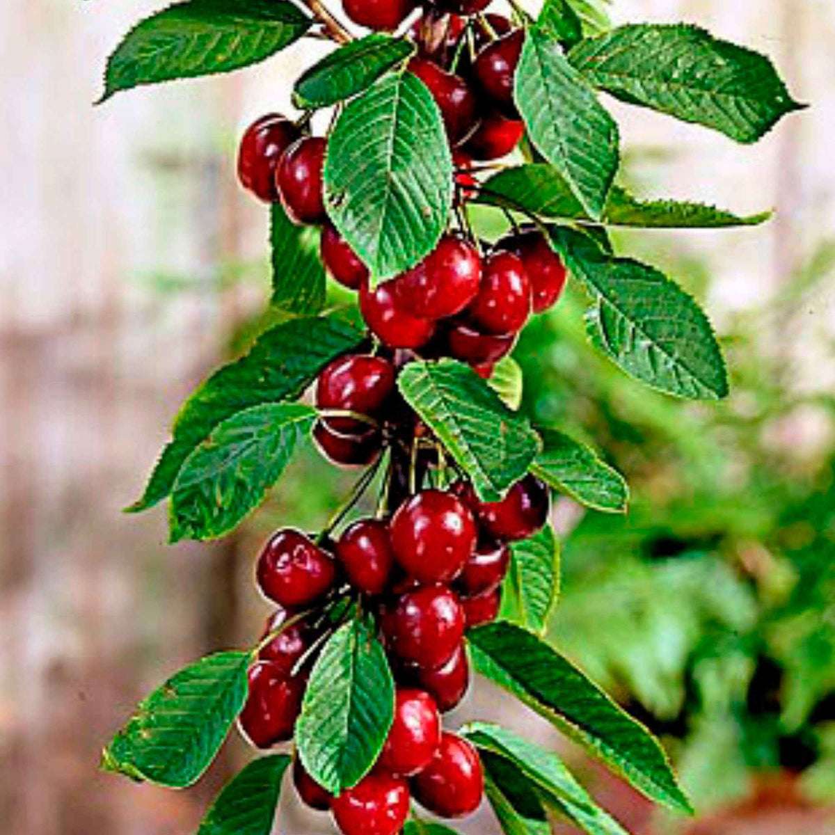 Kersenboom 'Sylvia' - Prunus avium Sylvia - Bakker