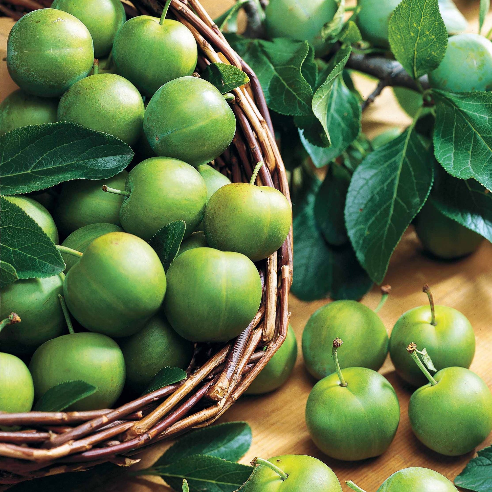 Pruimenboom 'Reine-Claude Vert' - Bakker