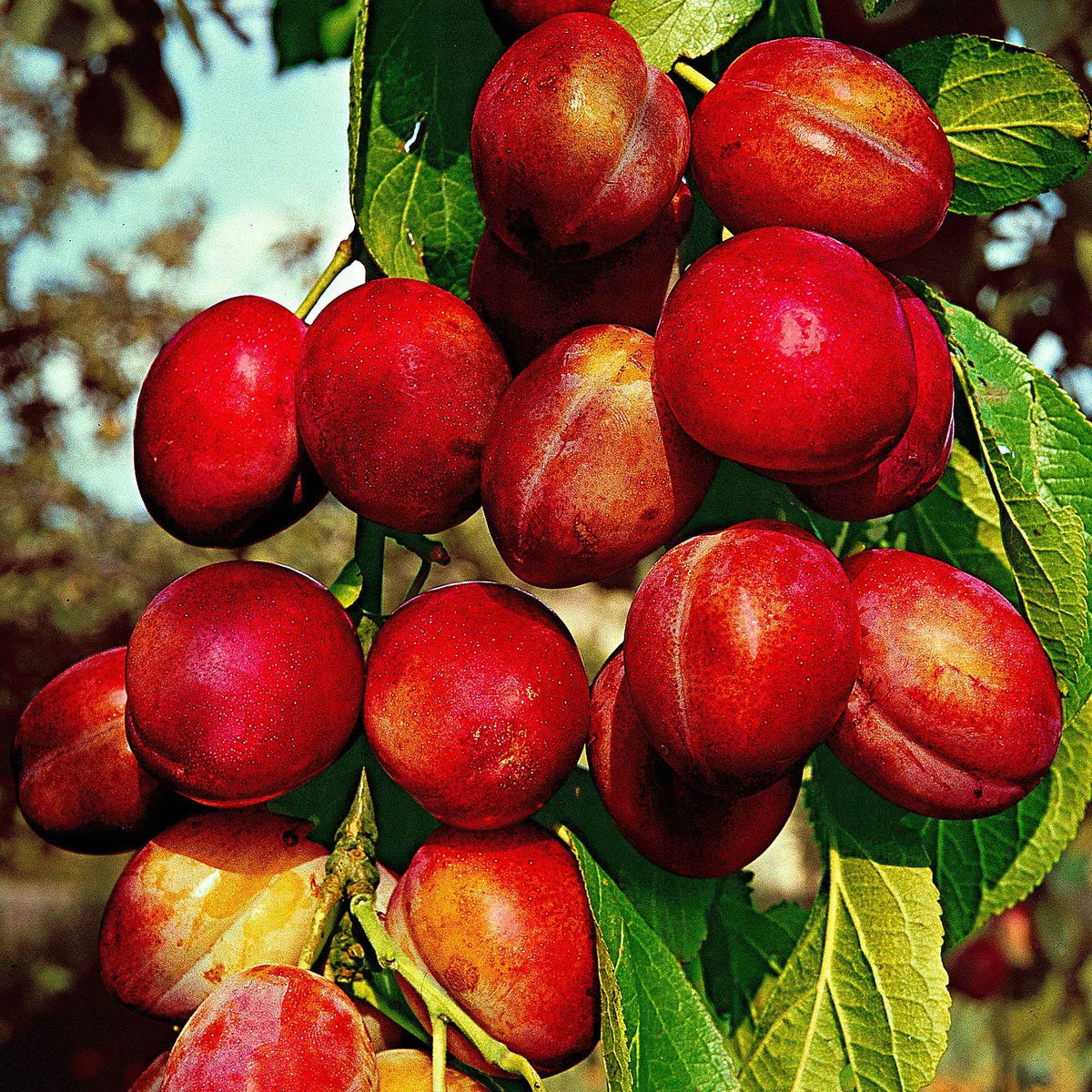 Pruimenboom 'Victoria' - Bakker