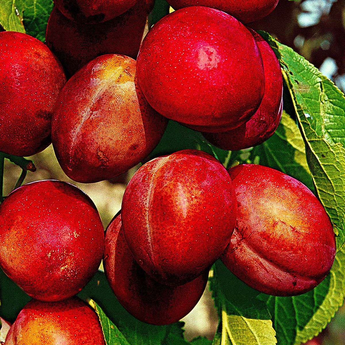 Pruimenboom 'Victoria' - Prunus domestica Reine Victoria - Bakker