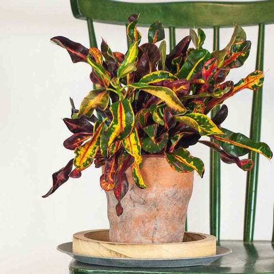 Croton 'Mammi' - Bakker