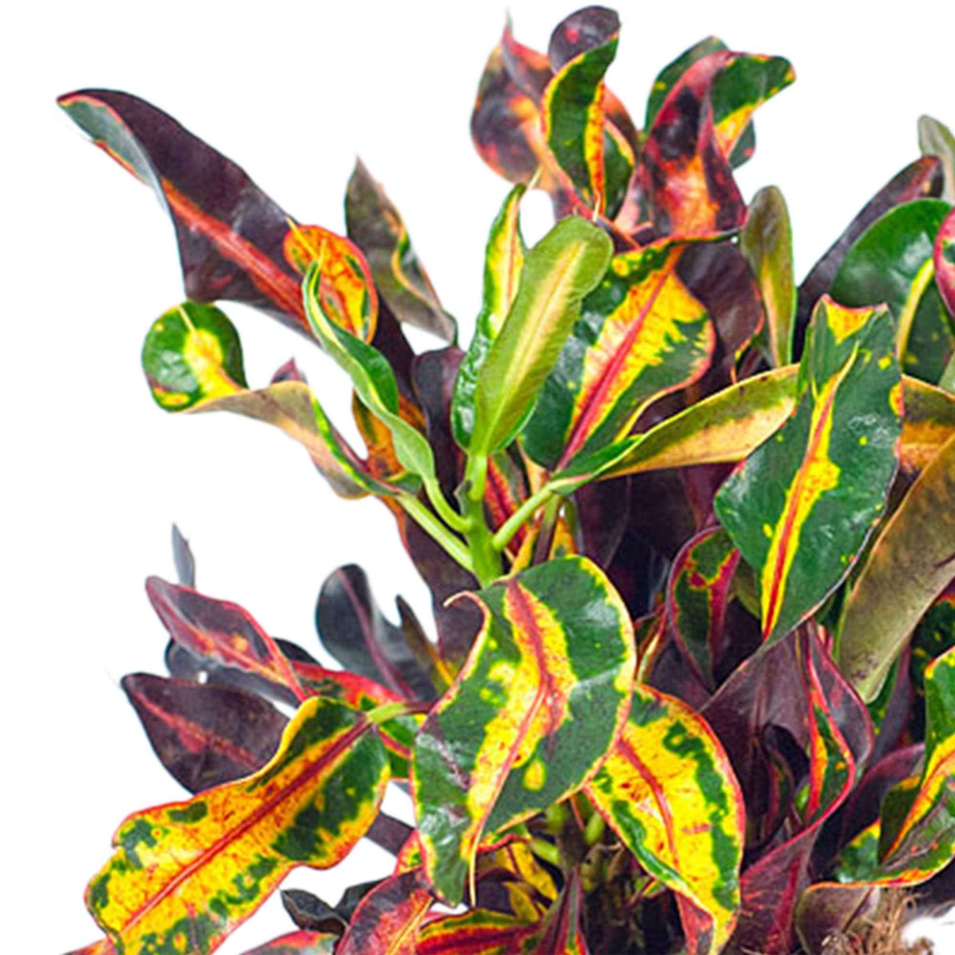 Croton 'Mammi' - Codiaeum variegatum mammi - Groene kamerplanten