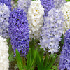 Hyacint 'Harmony' (x9) - Hyacinthus orientalis - Bloembollen