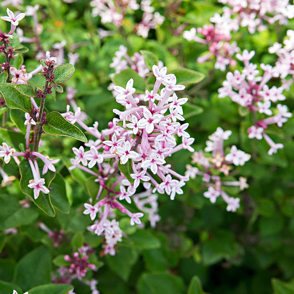 Dwergsering 'Pink Parfume' - Syringa bloomerang ® Pink Perfume - Bakker