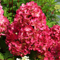 Pluimhortensia 'Diamant Rouge' - Hydrangea paniculata diamant rouge ® 'rendia' - Tuinplanten