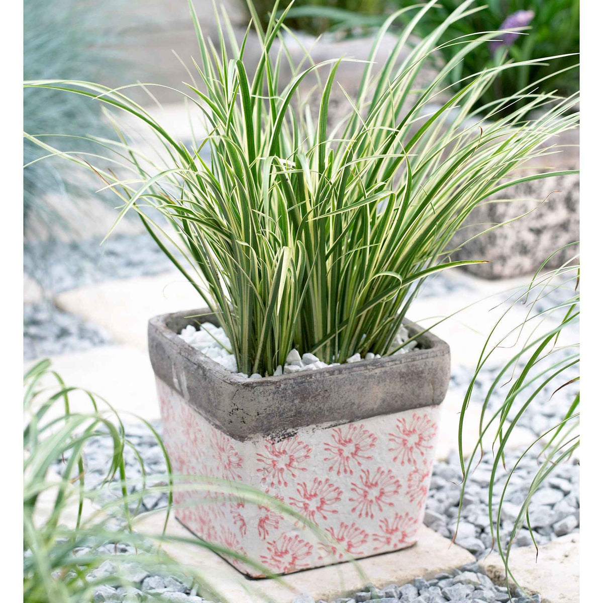 Kalmoes 'Argenteostriatus' - Bakker
