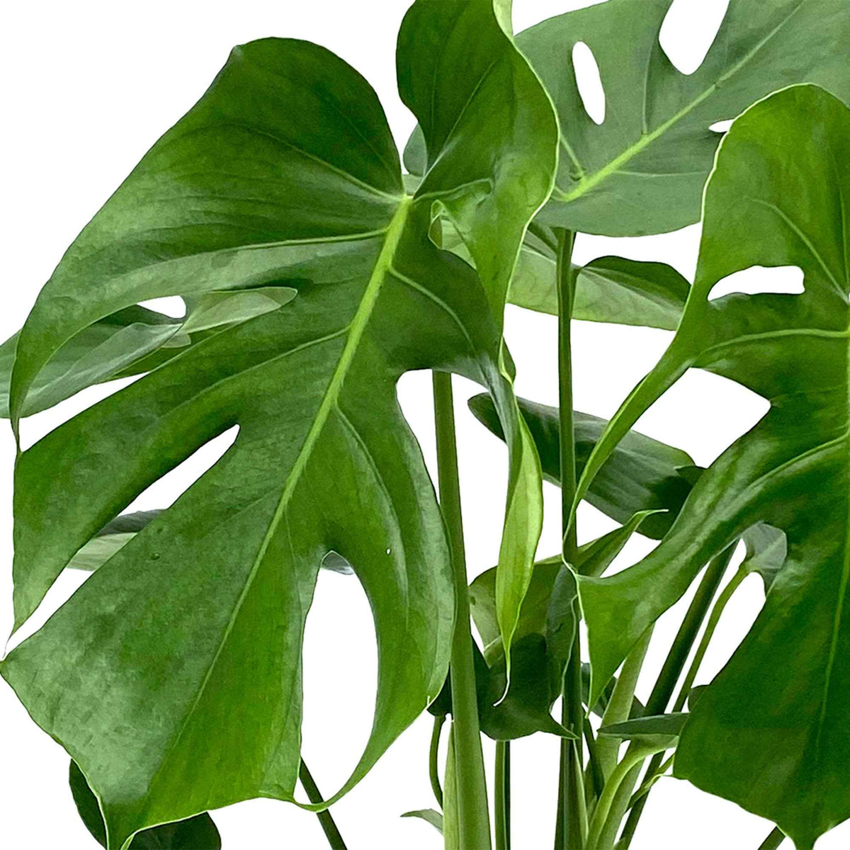 Monstera - Gatenplant - Philodendron Monstera deliciosa - Monstera deliciosa