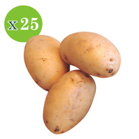 Aardappel 'Nicola' (x25) - Solanum tuberosum 'nicola' - Groente